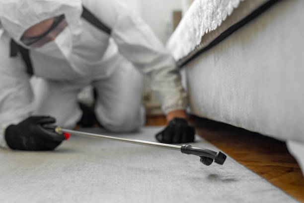 Professional Bed Bug Control technician working in Montour Falls, NY
